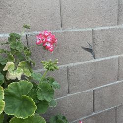 🌷🪷 Large Inventory Plants For Sale 🪷🌷