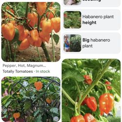 Habanero Plants & Many Varieties 