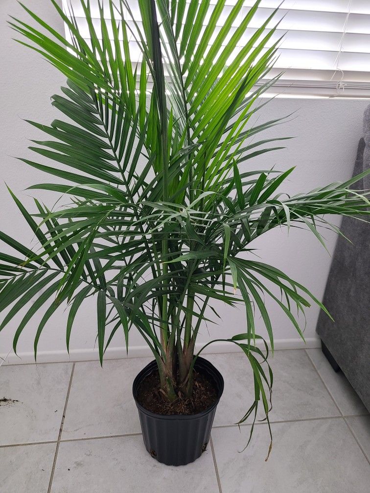 Palm House Plant