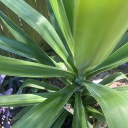 Spineless Yucca Plant 