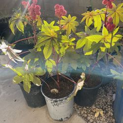 Red Castor Bean Tree 10 Gal