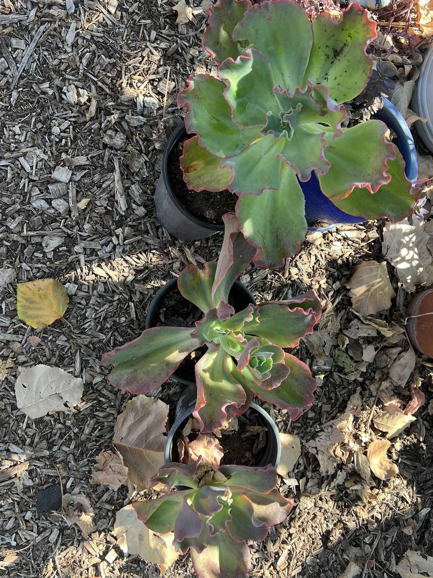 3 Succulents