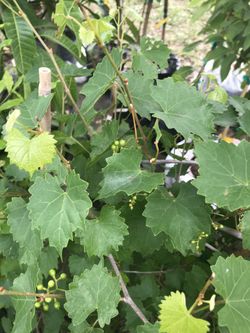 Grape tree with grapes.