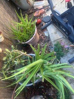 Plant with a pot