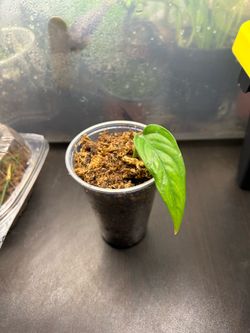 CHEAP AND RARE!!! Monstera Obliqua “Filamentous”