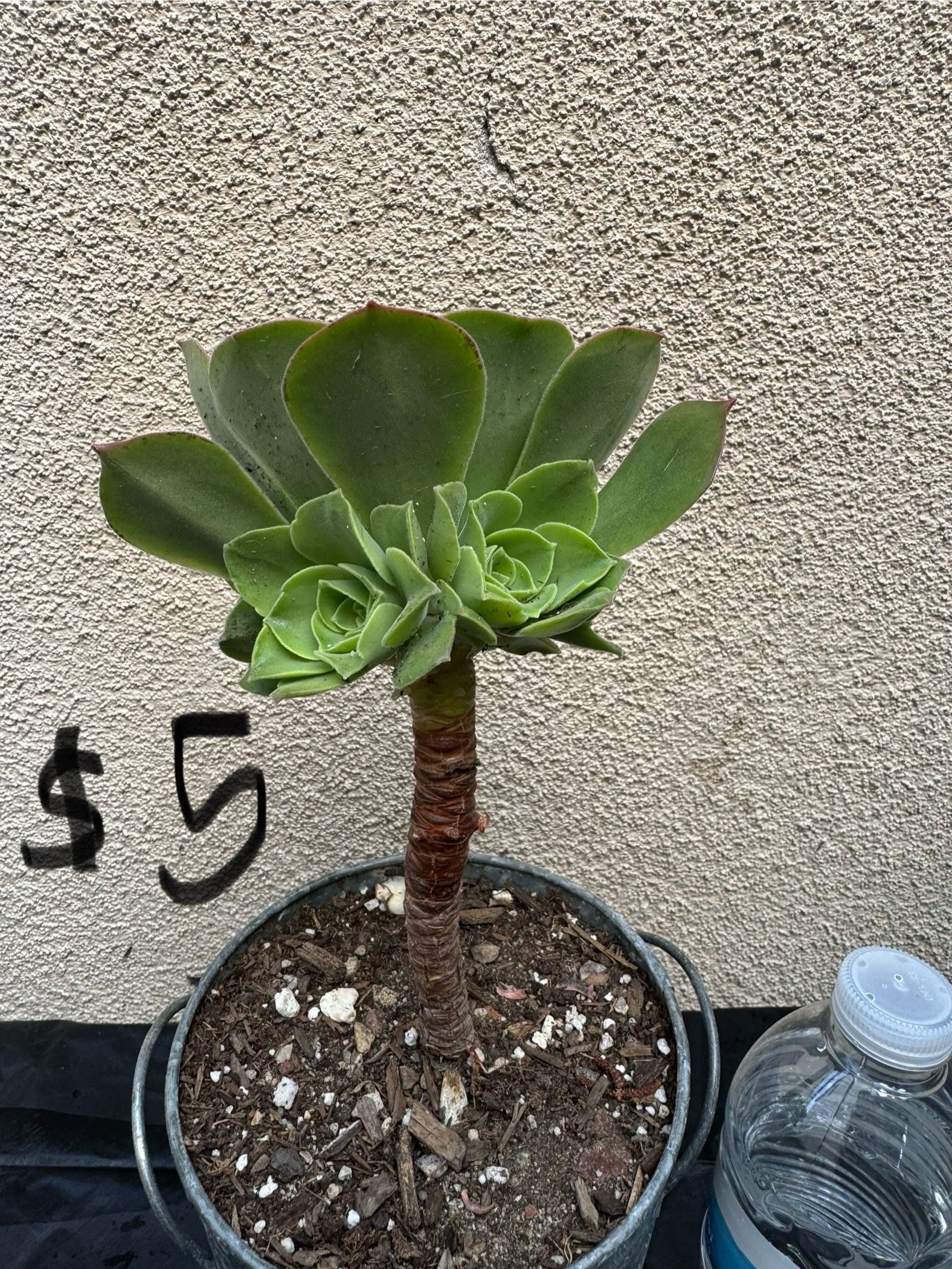Aeonium Succulent Plant