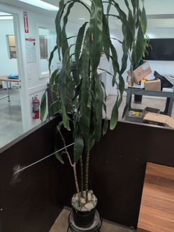Large Dracaena Indoor Plant in Pot