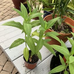 Milkweed in cup size containers-$3 Each
