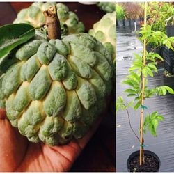 Sugar Apple Blooming Trees 3gal Arboles De Anon Injertados Floreando 3gal 