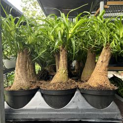 Ponytail Palms In 6” Pot. SPECIAL PRICE 🤩