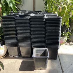 10”x10”x10.5”-inch square plastic plant pots, 10  Pot $10