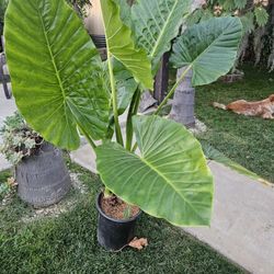 Nice plant to take inside or outside the home.