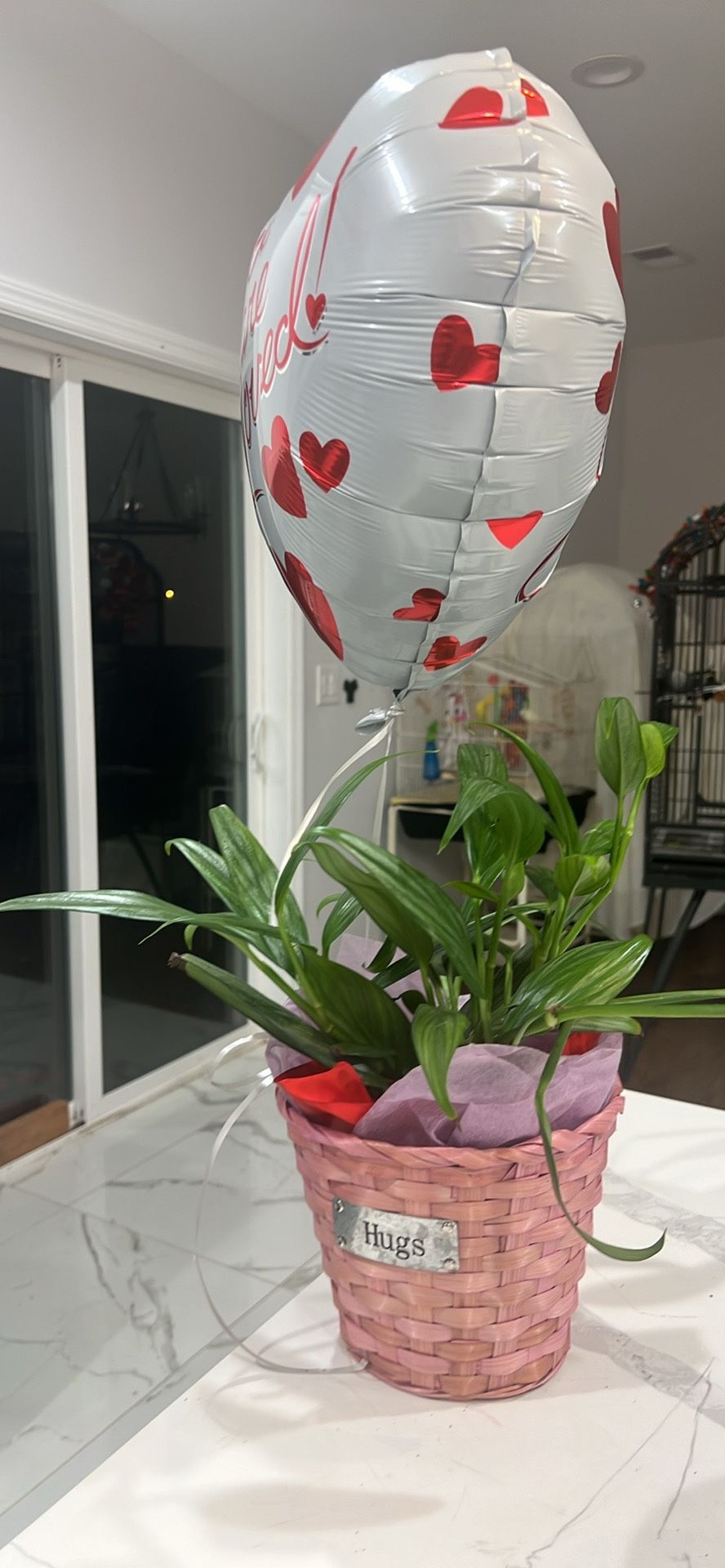 Indoor Plant Lucky Bamboo