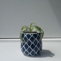 Lush Variegated Curly Spider Plant Bonnie Plant/ Indoor Plant/ House Plant Flower 