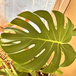 Monstera , House Plants 🪴 Indoor Plants 