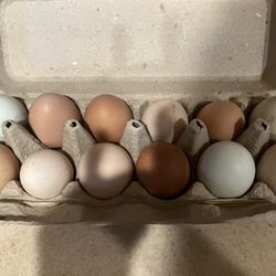 Fresh Eggs