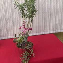 Multiple Succulent Arrangement!