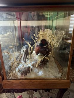 Collection Taxidermy Animals