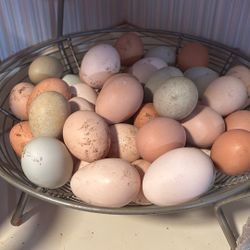 Chicken Eggs 🥚 