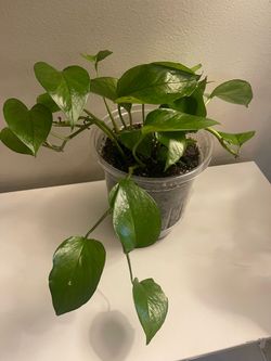 Pothos