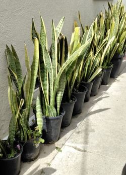 Snake Plants - $10 each - 3ft. Tall