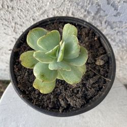 6 Inch Pot Succulent Plant - Echeveria Peach Pride Variegata / Variegated - Rooted & Established Plant - Drought Resistant 🪴