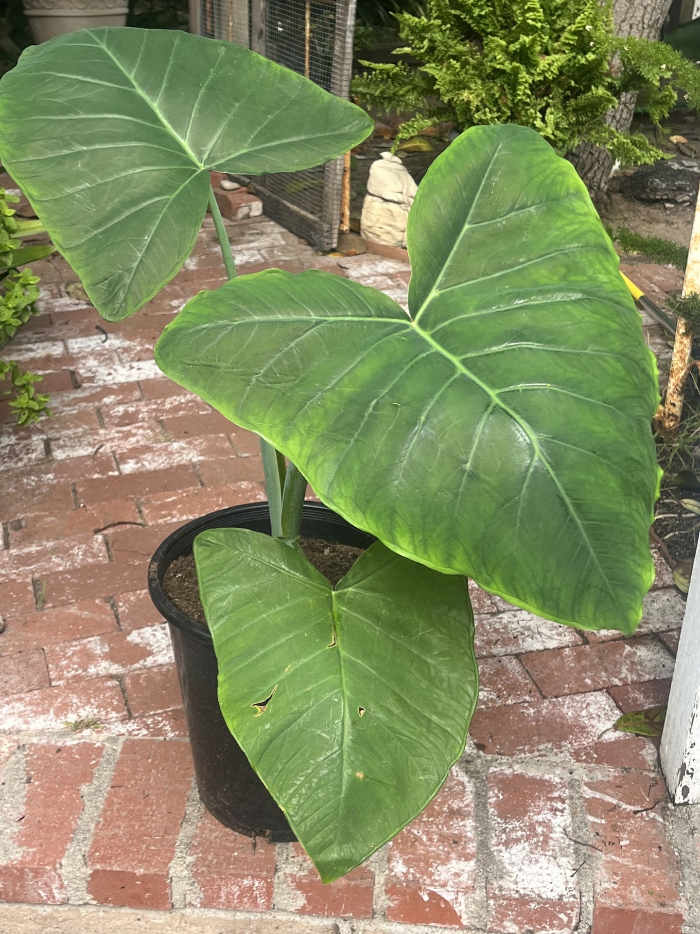 Green Plant