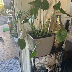 Healthy Plant And Pot 