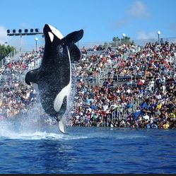 Seaworld  San Diego 