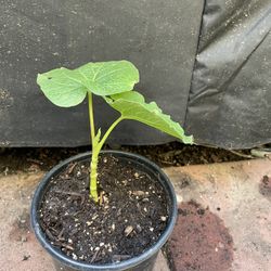 Hoja Santa, Acuyo , Momo, Clanepa.