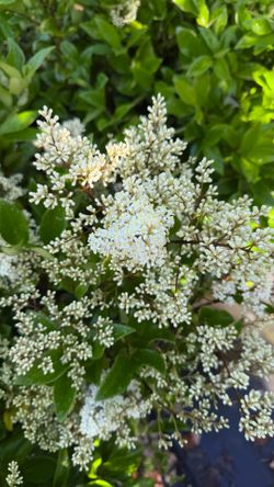 Waxleaf Privet