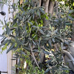 15 Gallons Olive  Tree 
