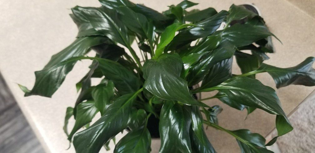 *pending* Peace Lily / Spathiphyllum, 5"