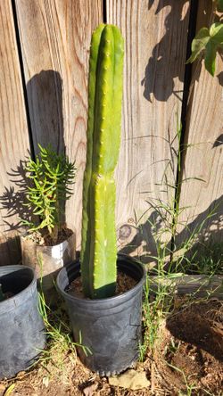 Santa Fe Cactus