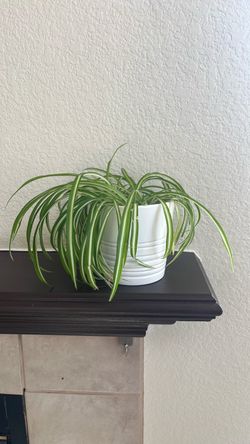 Spider Plant in White Ribbed Pot