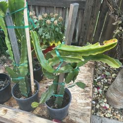 Dragon Fruit Plant.  2-3 Ft Height 