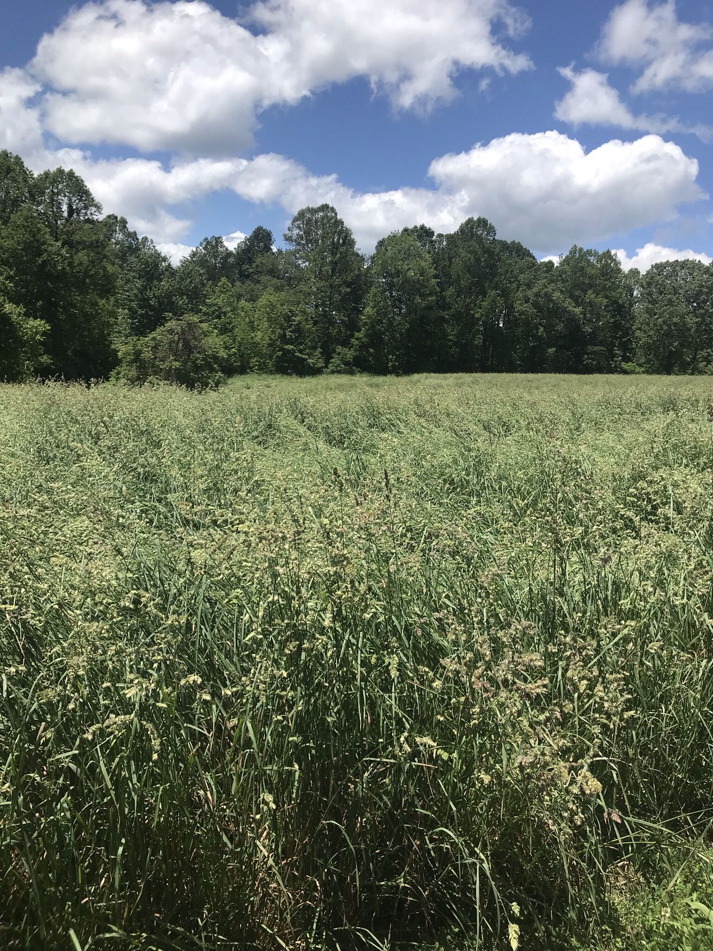 Orchard Grass Sqaure Bales available after 6/2/22