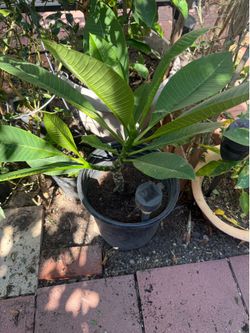 Potted plant big leaves
