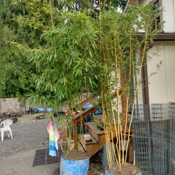 Potted Bamboo 25gallon 12ft+ tall
