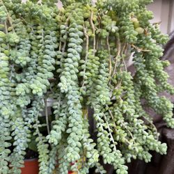 Donkey tail Plant