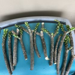 Beautiful Pink Plumerias