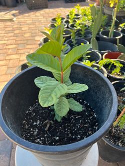 Healthy Guava plants