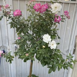 Ice Berg Rose Tree Plant, Is 6 Feet Tall In 15 Gallons Pot Pick Up Only 