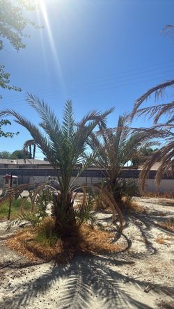 Palm trees for sale