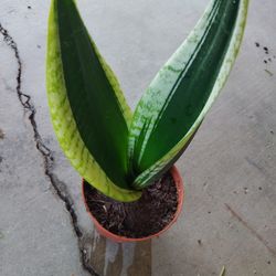 Senseveria $5