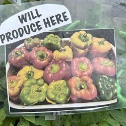 PEPPER PLANTS Organic 💯 Huge Clearance Sale SWEET BELLS - Jalapeño -GHOST  LAST WEEKEND  DEAL!!! Get them before they’re Gone