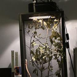 Reptile Cage 