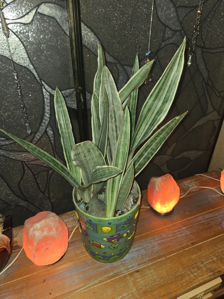 Sayuri Sansevieria Snake Plants In Cute 9in Ceramic Pot With Stones
