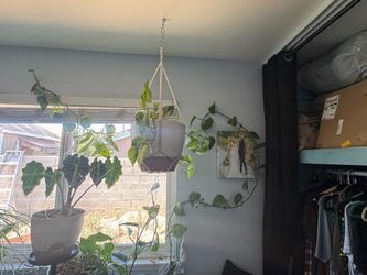 Mature/established Marble Queen Pothos( with a 9 foot vine)