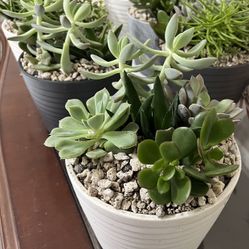 Dish Garden Succulent In SPECIAL PRICE 🤩